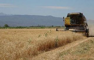 Germencik’in buğdayları, işçileri mutlu etti