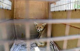 Girdiği işletmede yakalanan yavru tilki doğaya...