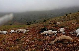 Giresun’da 16 koyun yıldırım düşmesi sonucu...