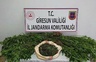 Giresun’da 198 kök kenevir ele geçirildi