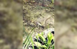 Göl kıyısında yılanların “balık” kapma...