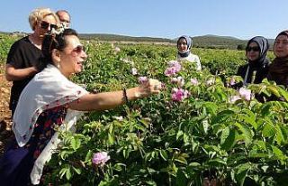Gül bahçelerinde yabancı misafirlere ‘gül eğitimi’