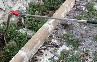 Gümüşhane kent merkezinde yılan operasyonu