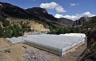 Gümüşhane’nin en büyük sera alanı Torul’da...