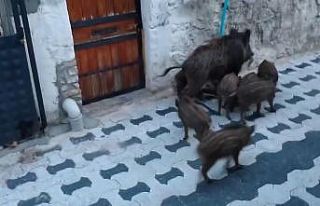Gündüz vakti şehre inen domuz sürüsü şok etti