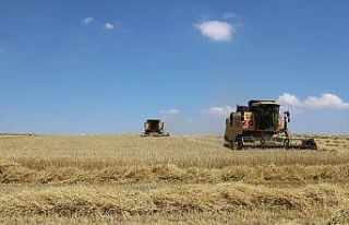 Günyüzü ilçesinde 2021 arpa hasadı başladı