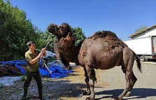 Güreşleri kaybetti, kurbanda bıçak altına yatacak