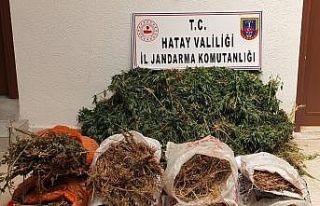 Hatay’da 10 bin kök kenevir bitkisi ele geçirildi