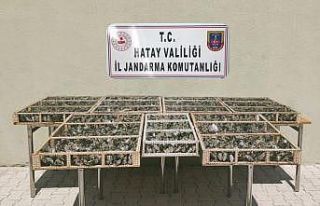 Hatay’da 3 bin 754 adet saka kuşu ele geçirildi