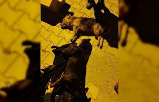 Hatay’da 5 köpeği zehirlediler