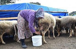 Havalar ısındı, yaylaya göç ettiler