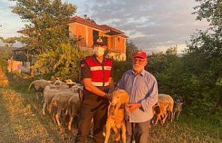 Hayvan hırsızları jandarma dronundan kaçamadı