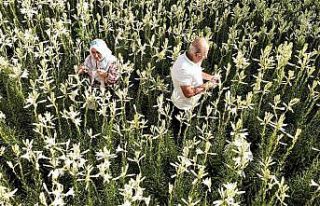 Hobi olarak başladı, hayatı değişti