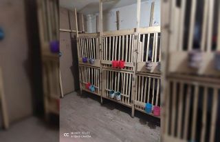Horoz dövüşü üzerinden kumar oynayanlara operasyon