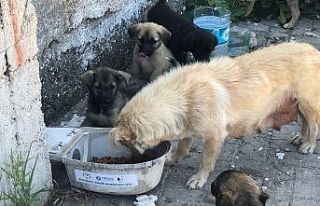 Hurda armatürler, hayvanlar için hayatı aydınlatıyor