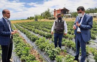 Hüyük’te coğrafi tescilli çileğin tanıtım...