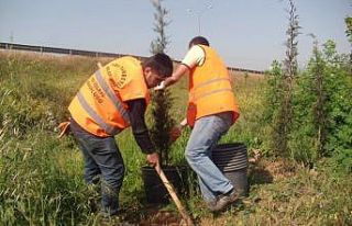 İBB’nin özensiz çalışması ağaçlara zarar...
