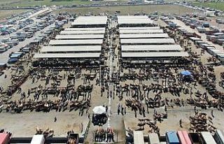 İç Anadolu’nun en büyük hayvan pazarında kurban...