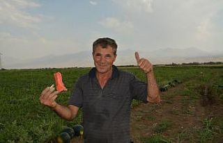 Iğdır Ovasında karpuz hasadı başladı