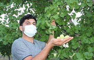 Iğdır’da kayısı ağaçlarında yetişen çağlalara...