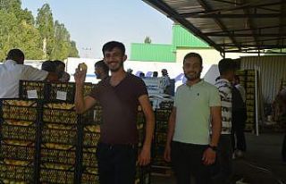 Iğdır’ın "sarı altın"ı yurt dışına...