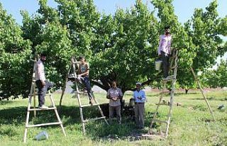 Iğdır’ın sembolü kayısıda hasat dönemi başladı
