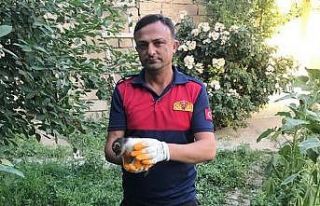 İki duvar arasına sıkışan minik kedi kurtarıldı