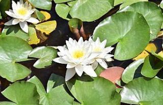 İki kız kardeş nilüfer çiçeklerine özenle bakıyor