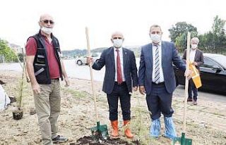 İlimtepe’ye 750 sedir ağacı