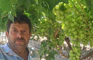 İlk üzümler tatlandı