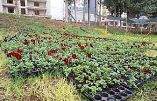İlkadım’da mevsimlik 100 bin çiçek toprakla...