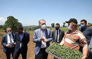 İnegöl’de ilk ekinezya ekimi gerçekleşti