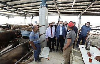 İnegöl’de yeni hayvan pazarında kurbanlıklar...