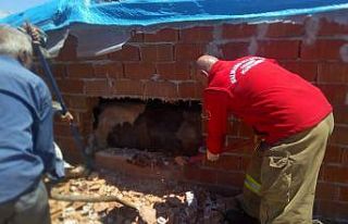 İnek ahırın duvarı kırılarak kurtarıldı