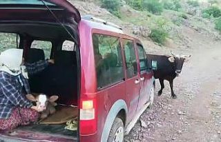 İnek sürüsü buzağı için yol kesti, o anlar...
