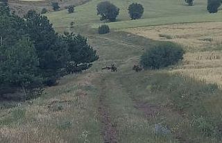 İrili ufaklı domuz sürüsü böyle görüntülendi