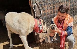 Irk bozulmasın diye ’60 yıldır Çökelez Aslan’ı...
