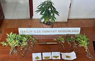 İskilip polisinden uyuşturucu operasyonu