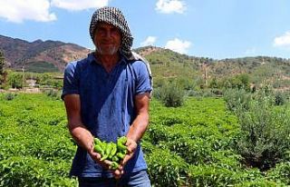 İslahiyeli biber üreticileri hasada hazırlanıyor