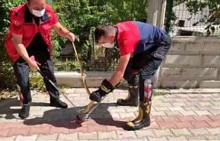 Isparta’da güllerin arasına saklanan yılan yakalanarak,...
