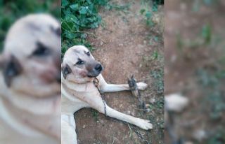 Isparta’da köpeğe tuğla ile saldırdılar