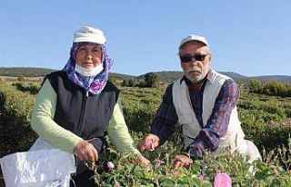 Isparta’da kuraklık gül rekoltesini ve verimini...