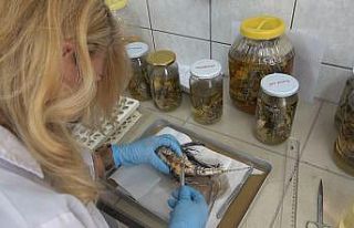 İstilacı, zehirli aslan balığı Akdeniz’i tehdit...