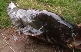 İzmir’de 55 kiloluk dev yayın balığı yakalandı