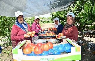 İznik’te nektarin hasadı şenlik ile başladı