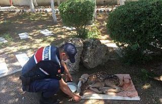 Jandarma ekipleri devriye sırasında buldu