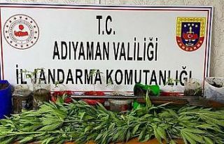 Jandarma kenevir bitkisi ele geçirdi