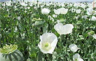 Jandarma, yasadışı ekilen 550 bin kök haşhaş...