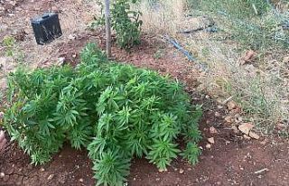 Jandarma zehir tacirlerine göz açtırmıyor