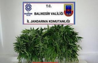 Jandarmadan kaçak kenevire geçit yok